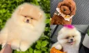 Poodle Fiyatları Safkanlık Nedir ve Fiyatlara Nasıl Yansır?
