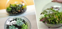 How to Grow Plants in a Terrarium?