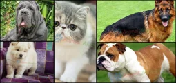 When Does Socialization Begin in Dogs