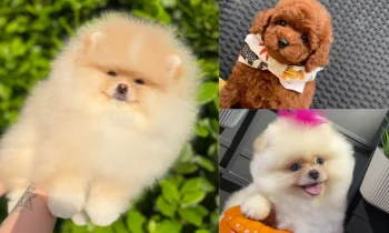 Poodle Fiyatları Safkanlık Nedir ve Fiyatlara Nasıl Yansır?
