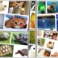 Köpek Malzemeleri Nelerdir?