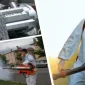 Elektrikli İlaçlama Makinelerinin Teknik Özellikleri